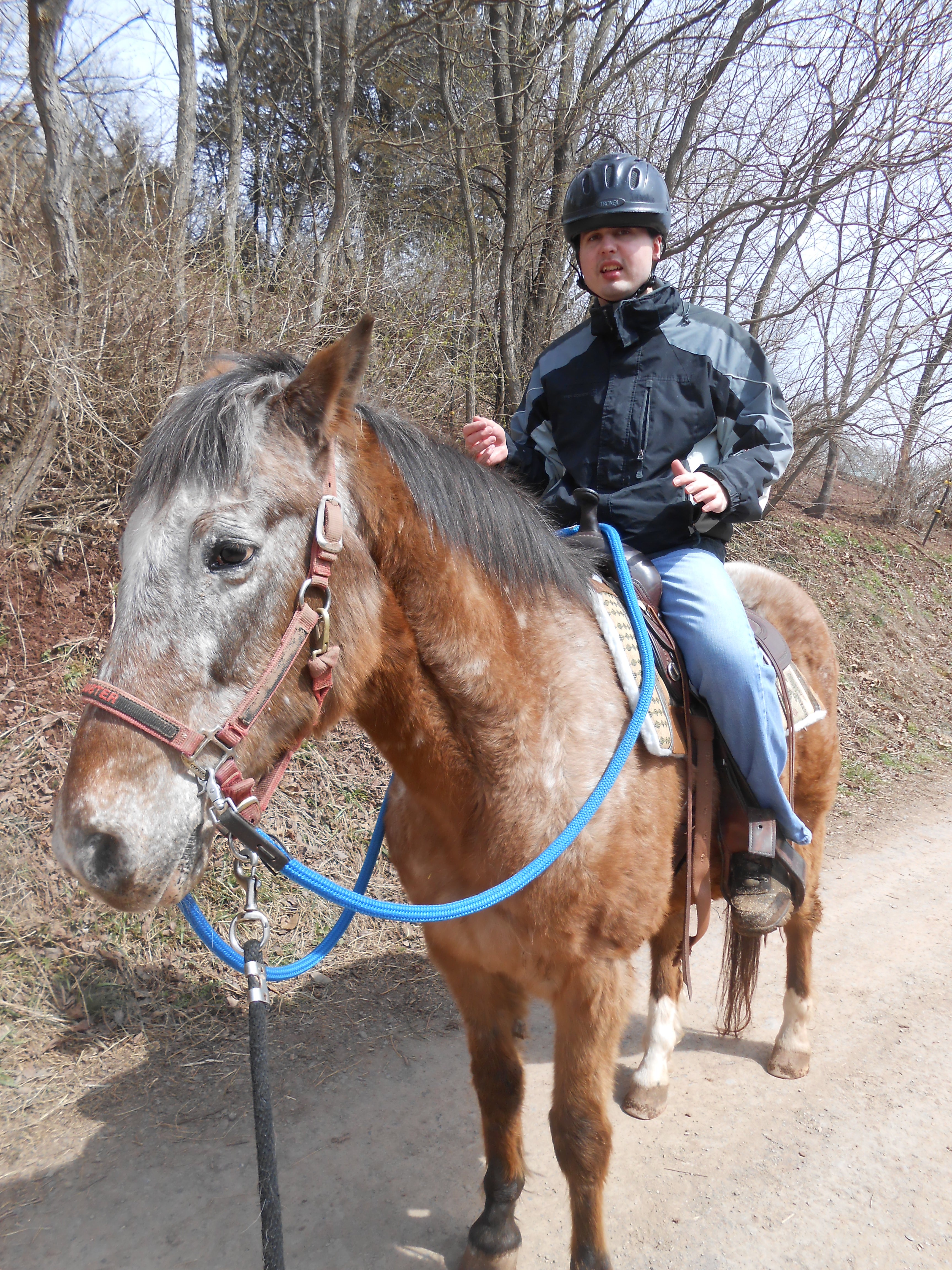Therapy Horse